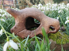 Load image into Gallery viewer, Pokémon, Pokemon skull, crâne pokémon, osselait, crâne osselait, cubone, cubone skull, Cabinet de curiosités, goth, pokemon decoration, Daëlys Art