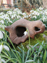 Load image into Gallery viewer, Pokémon, Pokemon skull, crâne pokémon, osselait, crâne osselait, cubone, cubone skull, Cabinet de curiosités, goth, pokemon decoration, Daëlys Art