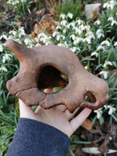 Load image into Gallery viewer, Pokémon, Pokemon skull, crâne pokémon, osselait, crâne osselait, cubone, cubone skull, Cabinet de curiosités, goth, pokemon decoration, Daëlys Art